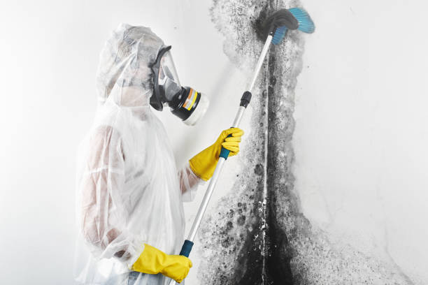 Best Mold Remediation for Healthcare Facilities  in Oak Grove, MS