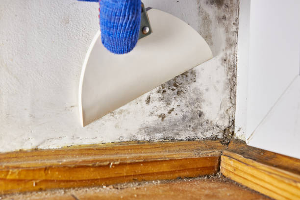 Best Mold Remediation for Vacation Homes  in Oak Grove, MS